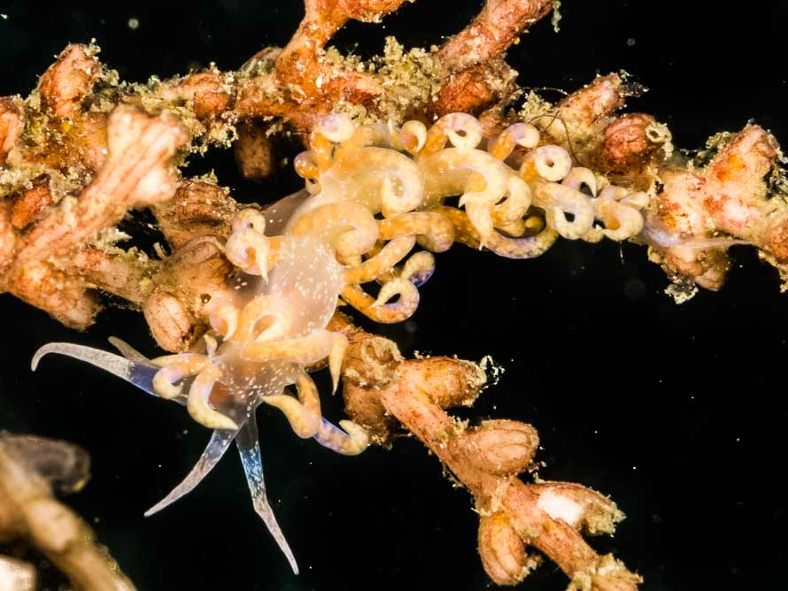 Phyllodesmium opalescens